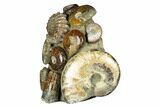 Tall, Composite Ammonite Fossil Display - Madagascar #175815-2